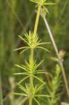 Yellow Spring bedstraw 